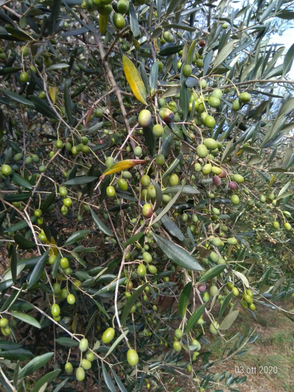 Agriturismo Caruggiu Di Via Vecchia Orco Feglino Dış mekan fotoğraf