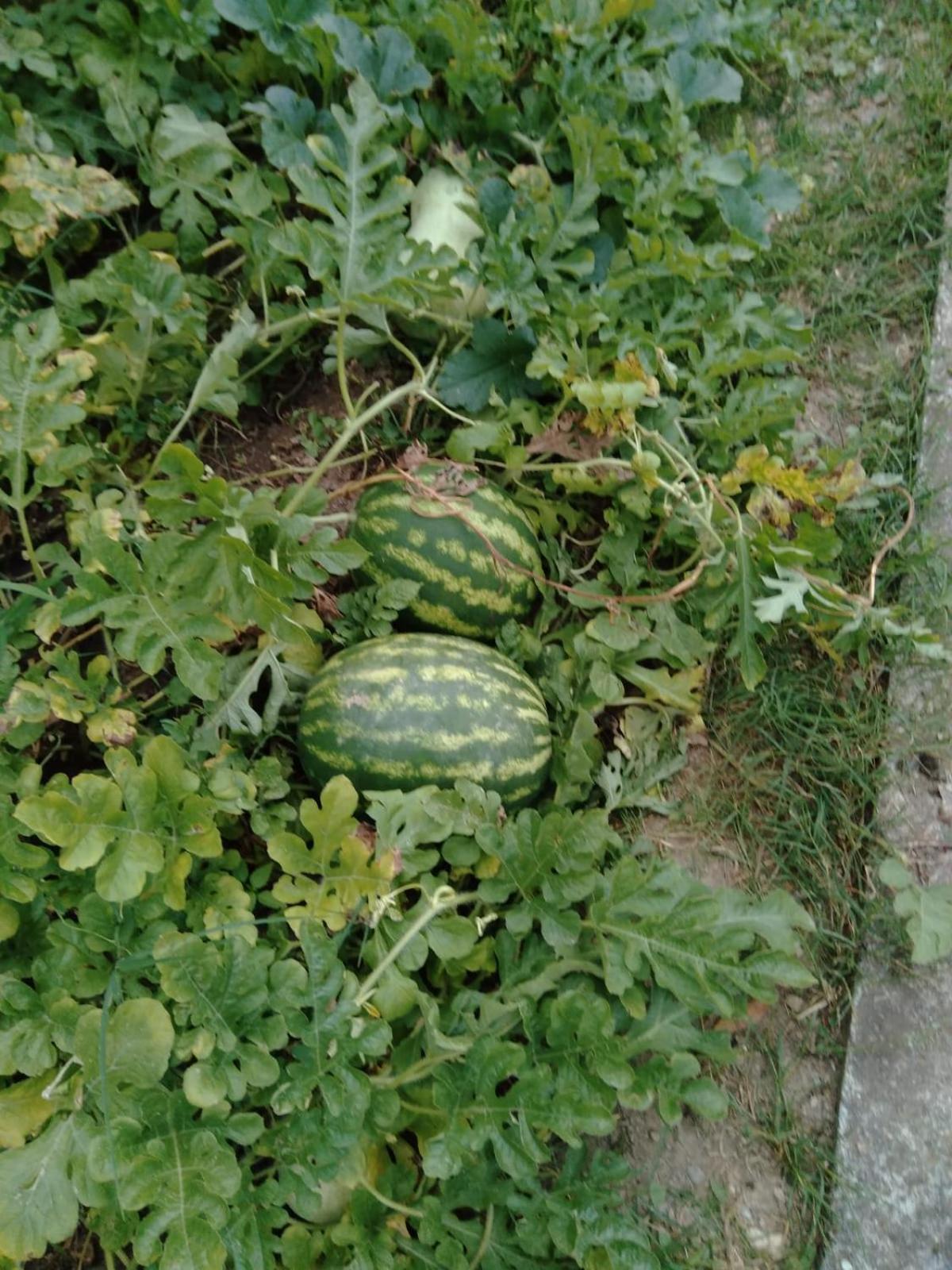 Agriturismo Caruggiu Di Via Vecchia Orco Feglino Dış mekan fotoğraf