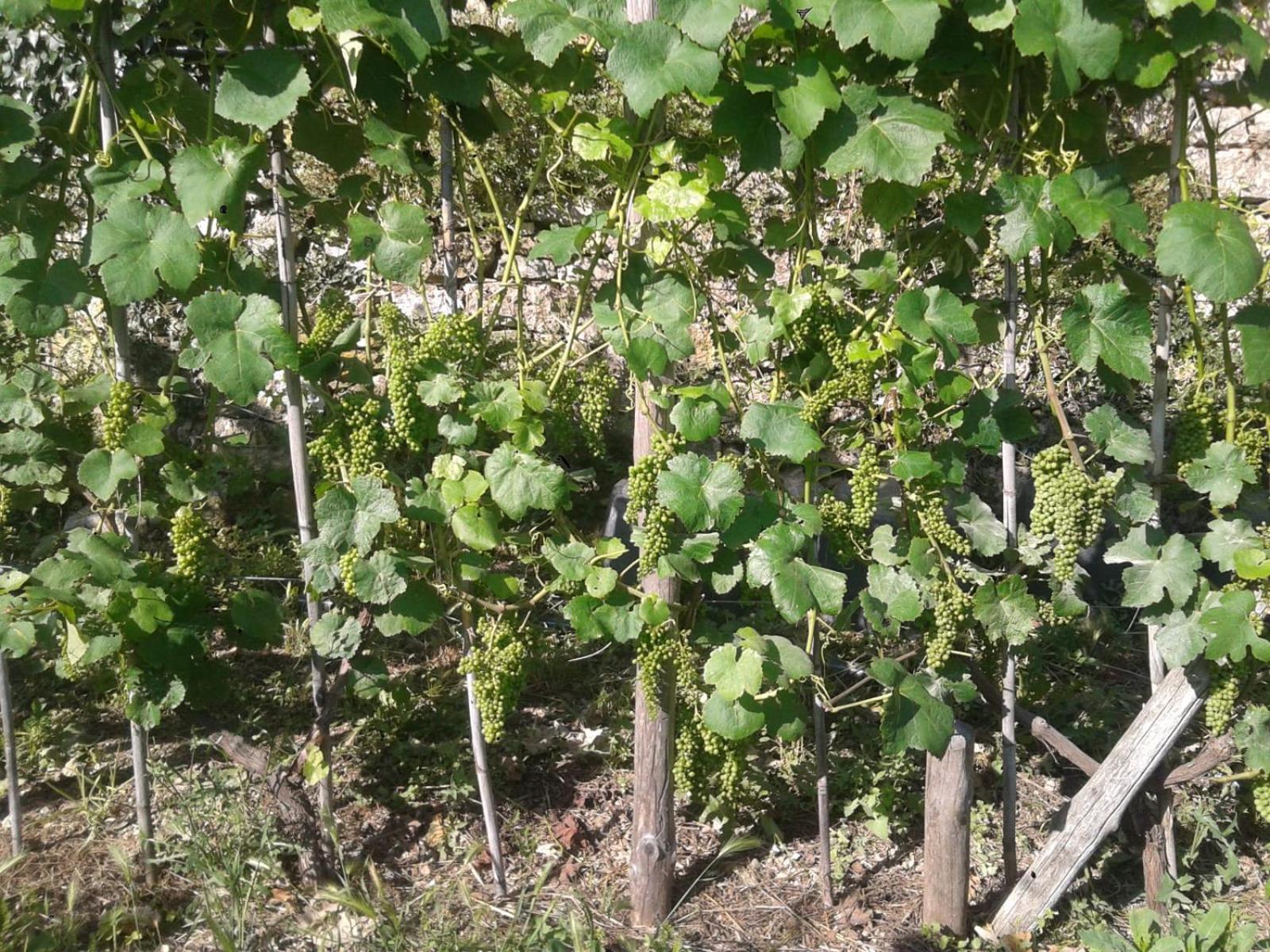 Agriturismo Caruggiu Di Via Vecchia Orco Feglino Dış mekan fotoğraf